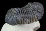 Morocops Trilobite - Foum Zguid, Morocco #67885-3